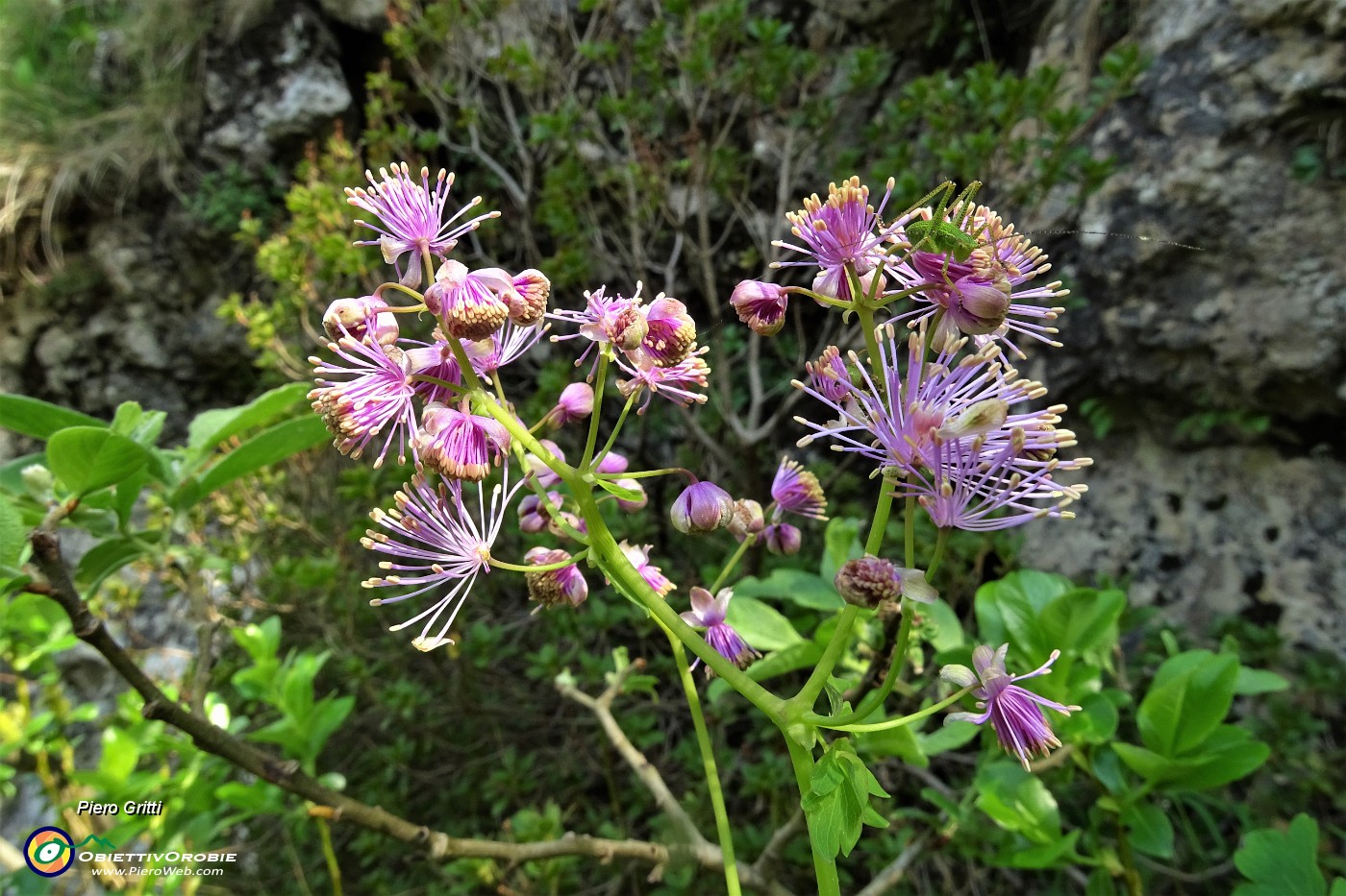 56 Pigamo maggiore (Thalictrum exaltatum).JPG